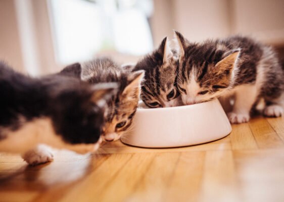 what do kittens eat at one month