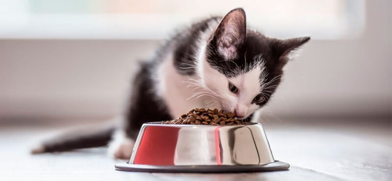 what do kittens eat at one month