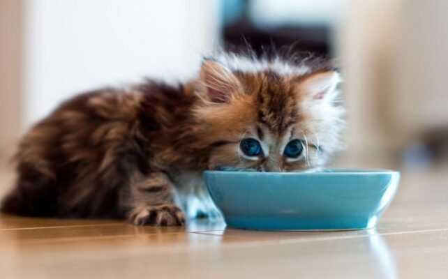 what do kittens eat at one month