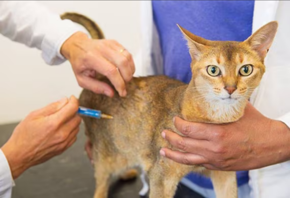 What vaccines do cats need