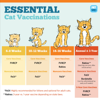 What vaccines do cats need