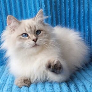 Siberian Kittens For Sale