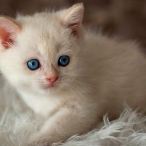 Raye British Shorthair Kittens For Sale near me