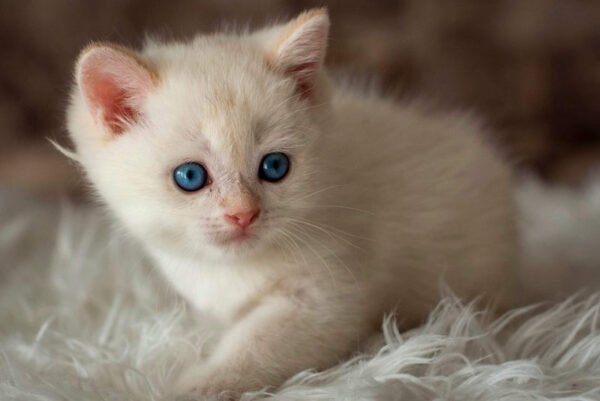 Raye British Shorthair Kittens For Sale near me