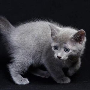 Russian Blue Kittens For Sale