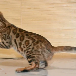 bengal kittens for sale