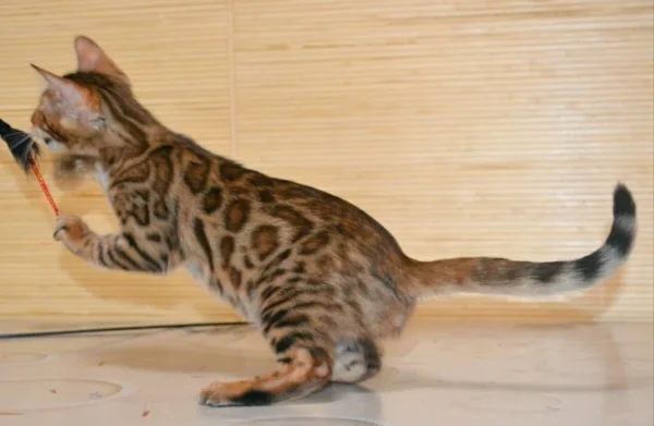 bengal kittens for sale