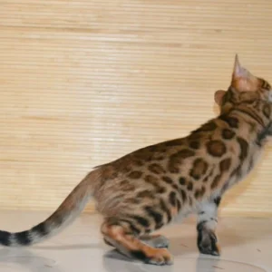 bengal kitten for sale near your location