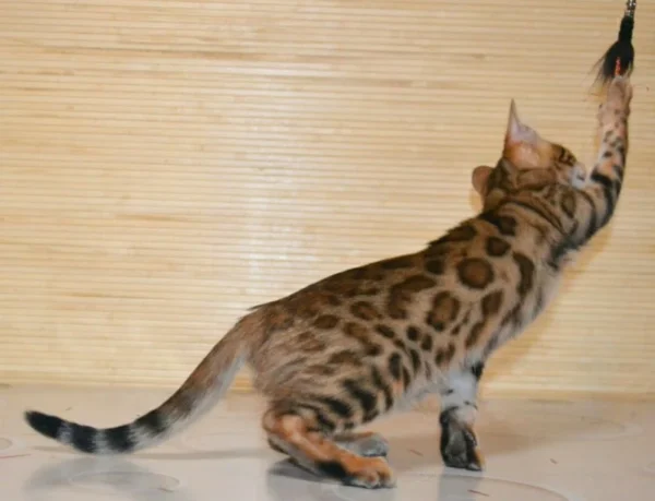 bengal kitten for sale near your location