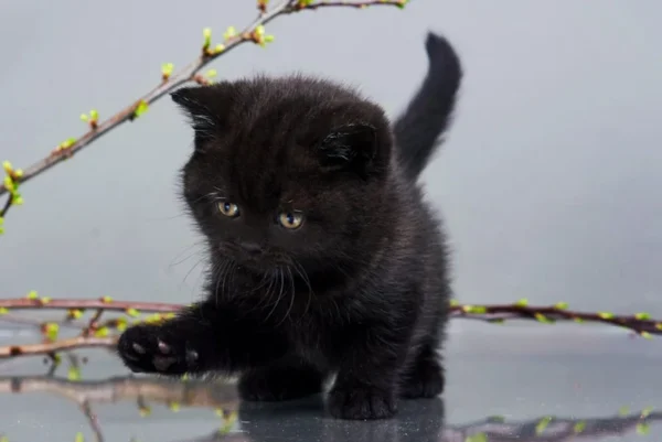 British Shorthair near me