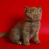 Cinnamon British Shorthair