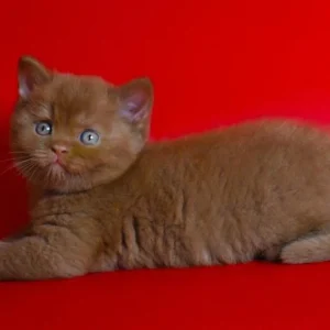 Cinnamon British Shorthair for sale