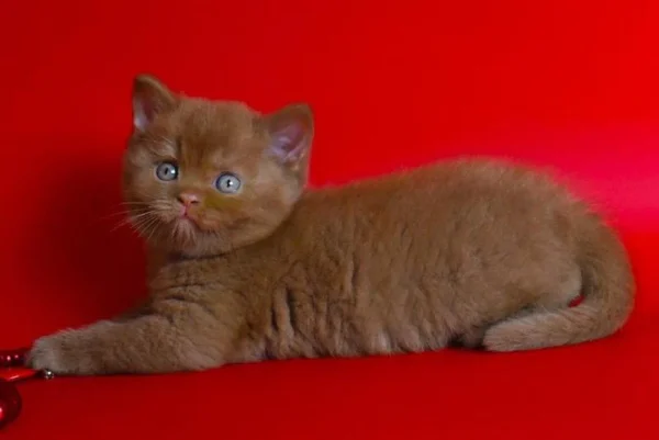 Cinnamon British Shorthair for sale