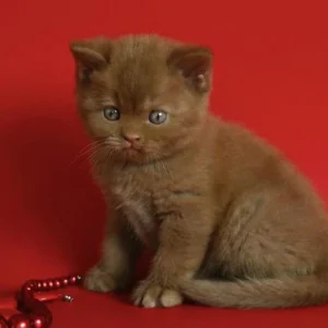 Cinnamon British Shorthair near me