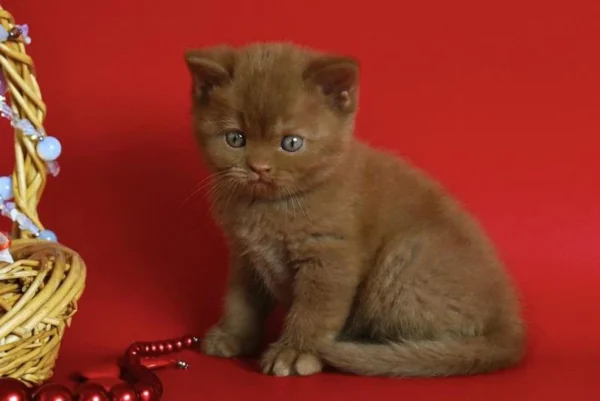 Cinnamon British Shorthair near me