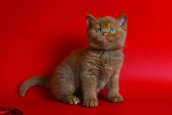 Cinnamon British Shorthair