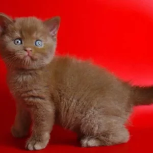 Cinnamon British Shorthair