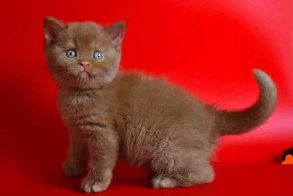 Cinnamon British Shorthair