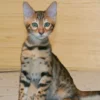 bengal kitten for sale