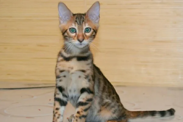 bengal kitten for sale