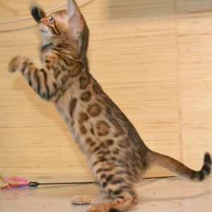 bengal kitten for sale near me