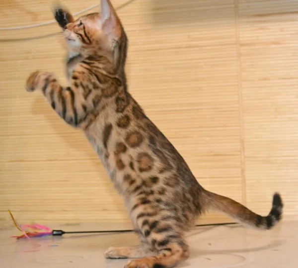 bengal kitten for sale near me