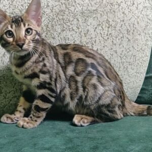 bengal kitten sale murf