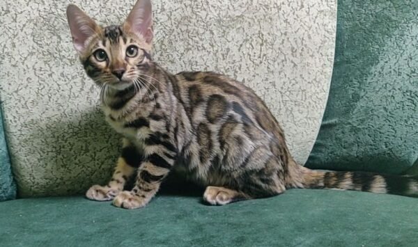 bengal kitten sale murf