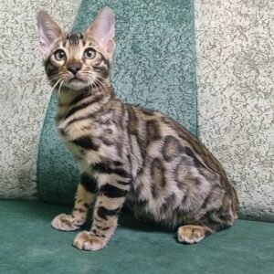 bengal kitten sale adopt