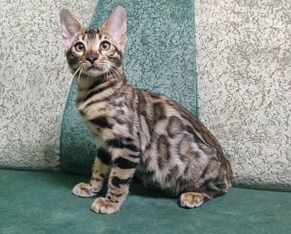 bengal kitten sale adopt