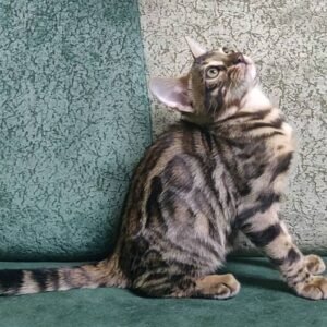 bengal kitten sale buy