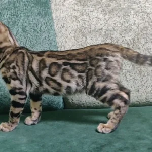 bengal kitten sale online