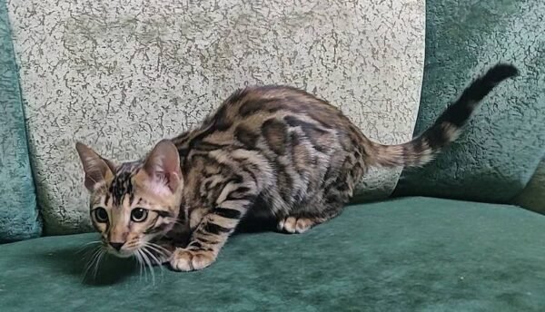 bengal kitten sale