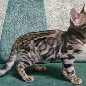 bengal kitten for sale