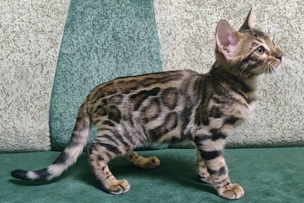 bengal kitten for sale