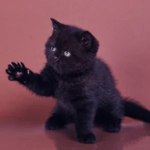 British Shorthair for sale near me