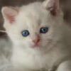 Raye British Shorthair Kitten For Sale near me