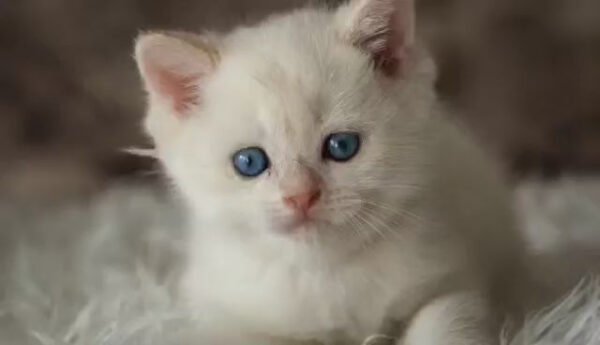 Raye British Shorthair Kitten For Sale near me