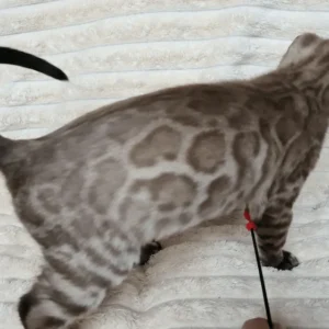 bengal kittens for sale