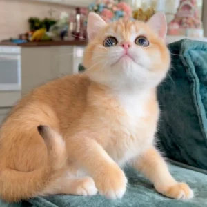 Golden British Shorthair Cat adoption