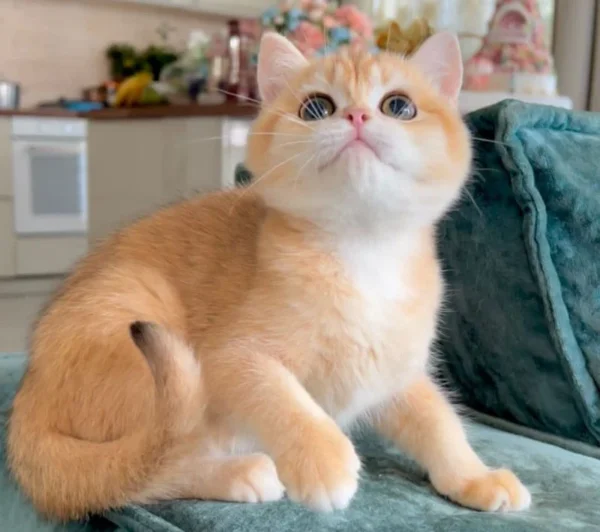 Golden British Shorthair Cat adoption