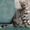 bengal kitten sale