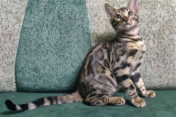 bengal kitten sale