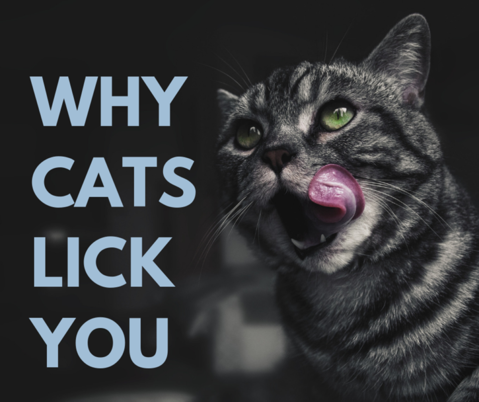 why do kittens lick you