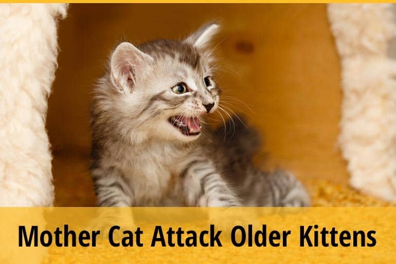 why do mother cats attack their older kittens