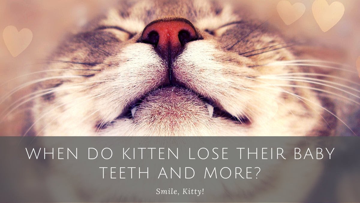 do kittens lose their teeth?