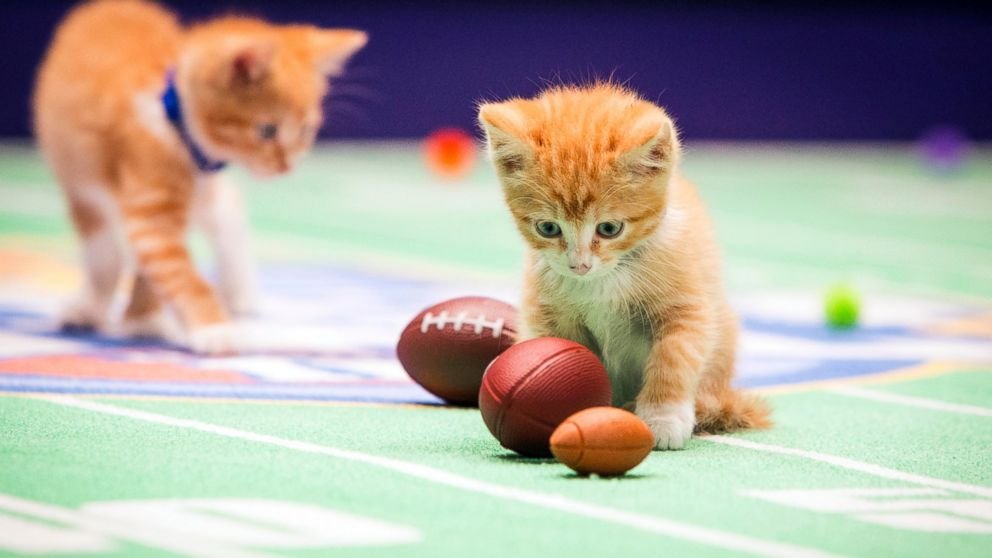 cute Kitten at the Bowl