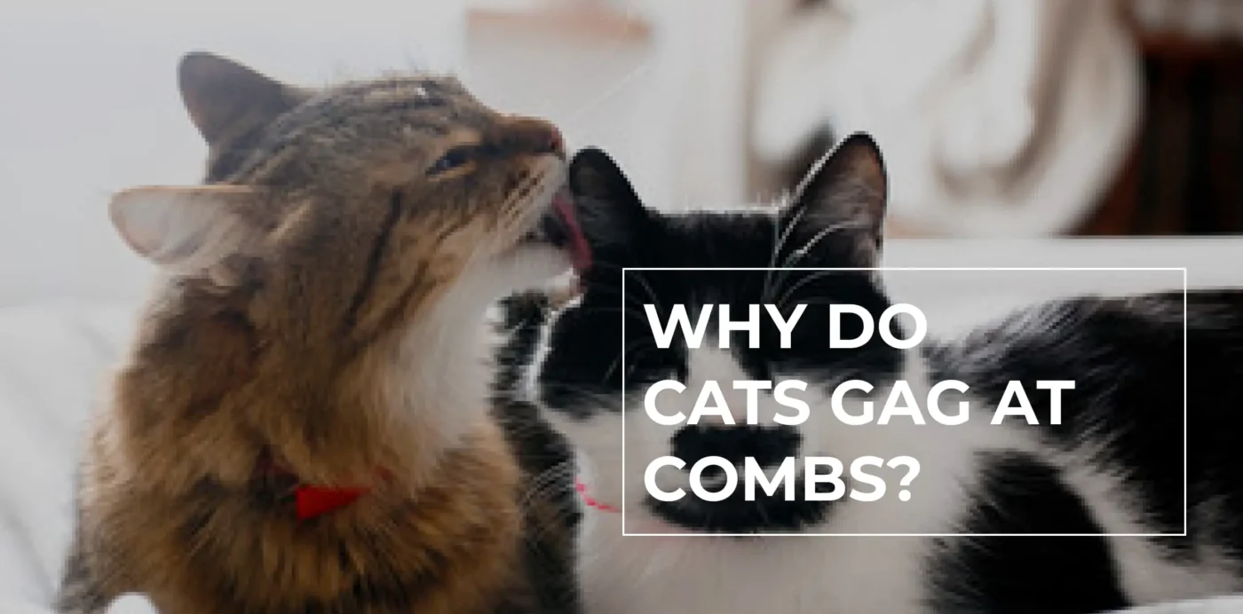 why do male cats gag at kittens